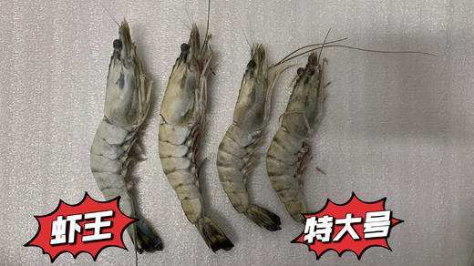 黑虎虾 | 印度洋海域养殖，活虾液氮冷冻，鲜甜肉弹个大，蒸煮炖都可以，到货冷冻保存，特大号16-20个/公斤，⭐️顺丰陆运 商品图1