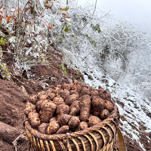 生态乌天麻| 新鲜/干片，产地：云南昭通，收到后带泥保存，蒸，煎，炖，煮，炒，煲汤都可以。⭐️顺丰快递 商品图6