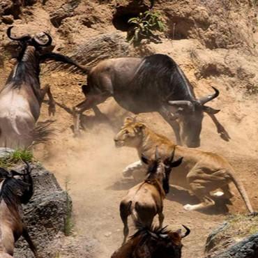 【暑假】野性非洲，神奇地球大冒险，肯尼亚动物大迁徙 8天7晚 商品图11