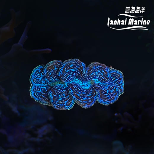 人工长砗磲 S（滤水） 商品图0