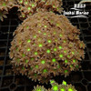 大手星花-人工 绿 商品缩略图10