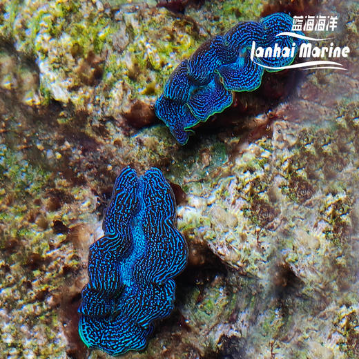 人工长砗磲 S（滤水） 商品图2