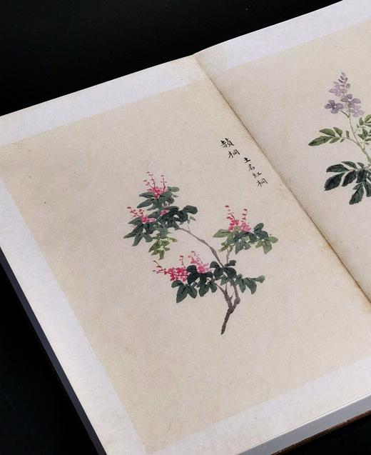 【重磅推荐】“稀见彩绘本选粹”第一部：《南方草木状图》，册页装，全一册，[晋]嵇含撰，浙江古籍出版社2025年10月一版一印，定价1280，售价880元。 商品图11