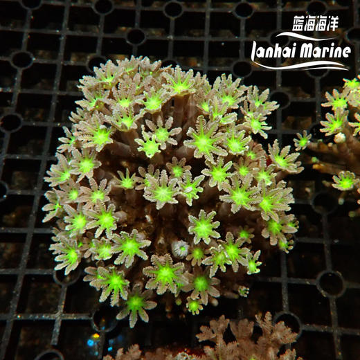 大手星花-人工 绿 商品图3