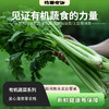 高原有机蔬菜系列丨去叶切头西芹/娃娃菜/土豆/洋葱/羽衣甘蓝/紫甘蓝，放心菜，新鲜到家，⭐️顺丰陆运 商品缩略图0