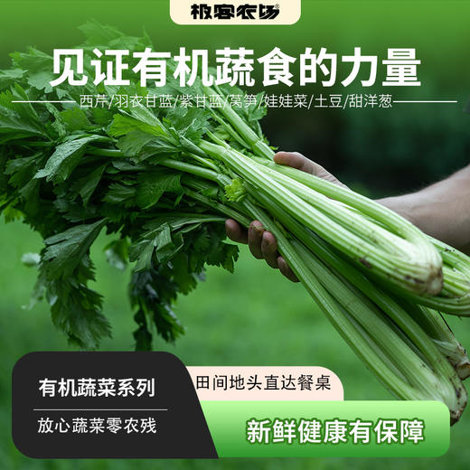高原有机蔬菜系列丨去叶切头西芹/娃娃菜/土豆/洋葱/羽衣甘蓝/紫甘蓝，放心菜，新鲜到家，⭐️顺丰陆运 商品图0