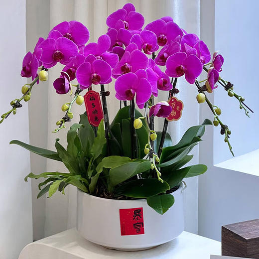 10株大财主蝴蝶兰盆栽组合精品兰花商务送礼生日贺寿开张开业乔迁中秋节（盆子随机） 商品图2