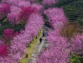 2月26日潮州古城，阴那山樱花、灵光寺3天摄影之旅