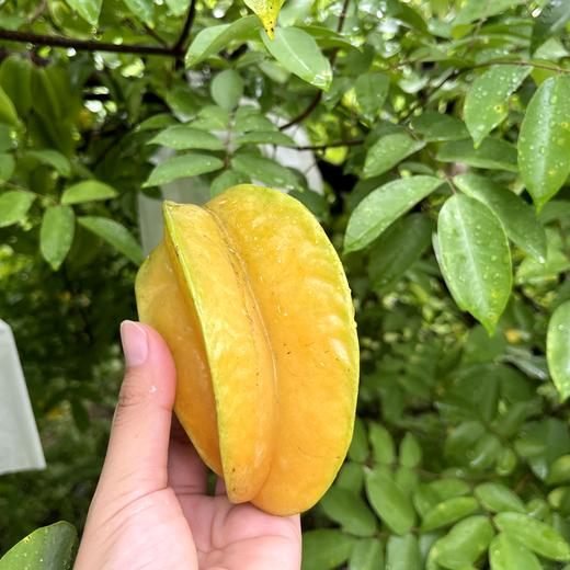 生态杨桃丨生态种植，成熟时呈黄色，皮薄纤维少，果脆汁多，清甜带酸，风味浓郁，温度低，到货可以放一放变色再食用。⭐️京东快递 商品图6