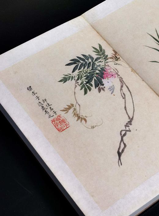 【重磅推荐】“稀见彩绘本选粹”第一部：《南方草木状图》，册页装，全一册，[晋]嵇含撰，浙江古籍出版社2025年10月一版一印，定价1280，售价880元。 商品图10