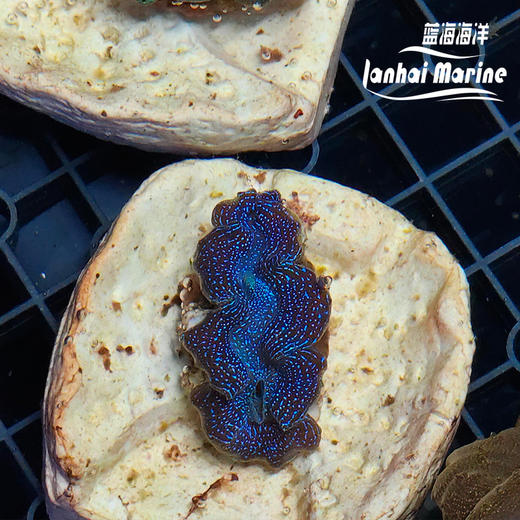 人工长砗磲 S（滤水） 商品图4