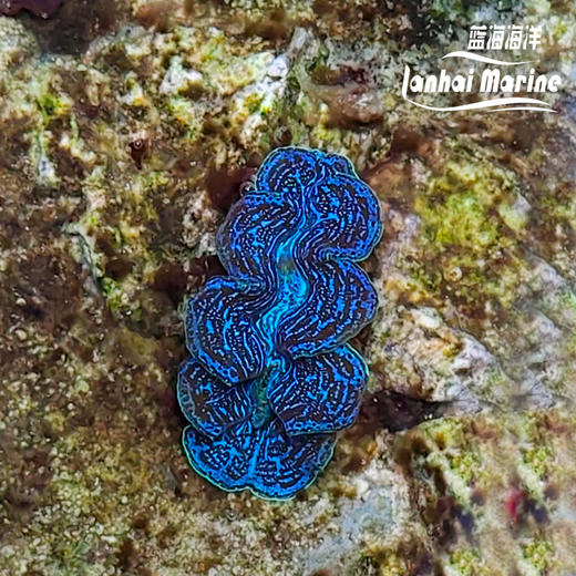 人工长砗磲 S（滤水） 商品图3