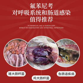 【积分兑换】华畜10%氟苯尼考粉 精选左旋原料 提高产品疗效 呼吸道 支气管炎