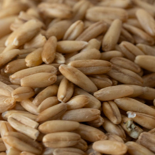 有机杂粮系列丨有机红米，有机黑米，有机糯米，有机燕麦米，有机荞麦米，有机高粱米，源自东北黑土地的五谷杂粮，可煮粥，煮饭，打米糊，⭐️中通/德邦快递 商品图6