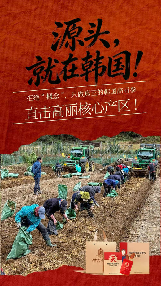 高丽参即食片 商品图3