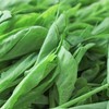 有机豌豆尖 200g/份 商品缩略图2