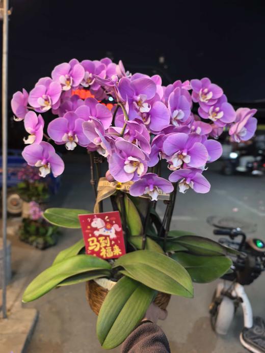 精品蝴蝶兰小盆栽安娜10支 商品图1