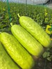 海阳乳黄瓜 （脆玉3号减脂黄瓜）火爆的低GI（低升糖）好食材 商品缩略图5