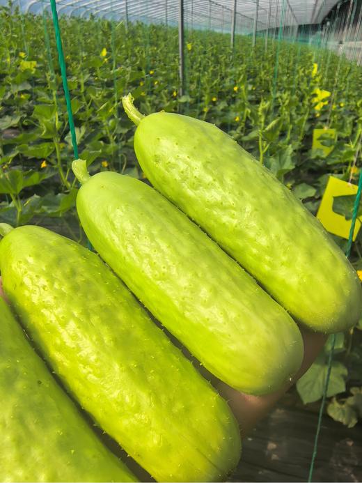 海阳乳黄瓜 （脆玉3号减脂黄瓜）火爆的低GI（低升糖）好食材 商品图5