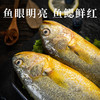 鲜活速冻锁鲜生态大黄鱼550g*3条 商品缩略图2