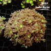 大手星花-人工 绿 商品缩略图9