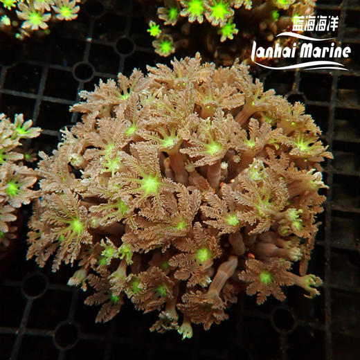 大手星花-人工 绿 商品图9
