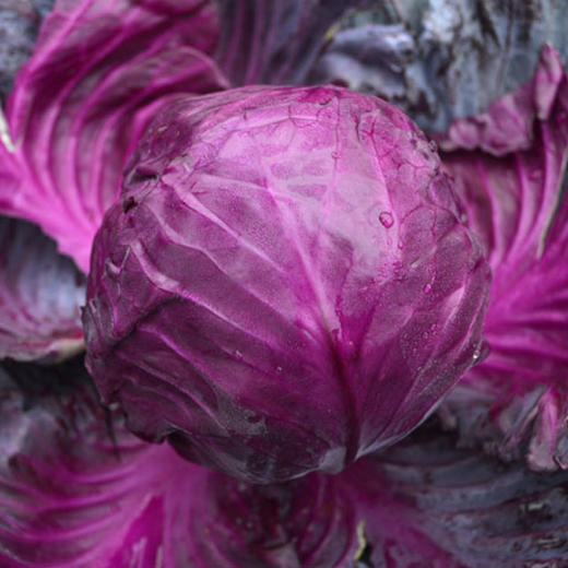 高原有机蔬菜系列丨去叶切头西芹/娃娃菜/土豆/洋葱/羽衣甘蓝/紫甘蓝，放心菜，新鲜到家，⭐️顺丰陆运 商品图6