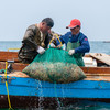 【海参捕捞季立减‼️ +赠送‼️ 】极客即食鲜海参/干海参丨实物，鲜食海参，肉厚劲道自带鲜味丨独立包装，开袋即食⭐️顺丰空运 商品缩略图4
