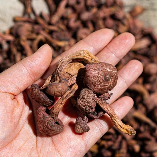 榛蘑/黄蘑/红松伞丨东北长白山原始林区，纯野生自然生长，肉质肥厚紧实，自然晾晒，自带浓郁菌香，250克/袋⭐️中通/申通/韵达 商品图7