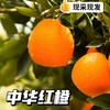 【秭归中华红橙】脐橙之乡湖北秭归新鲜采摘发货，皮薄肉厚，果肉脆嫩化渣，汁多味浓，橙子中的颜值担当 商品缩略图3