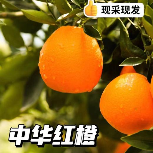 【秭归中华红橙】脐橙之乡湖北秭归新鲜采摘发货，皮薄肉厚，果肉脆嫩化渣，汁多味浓，橙子中的颜值担当 商品图3