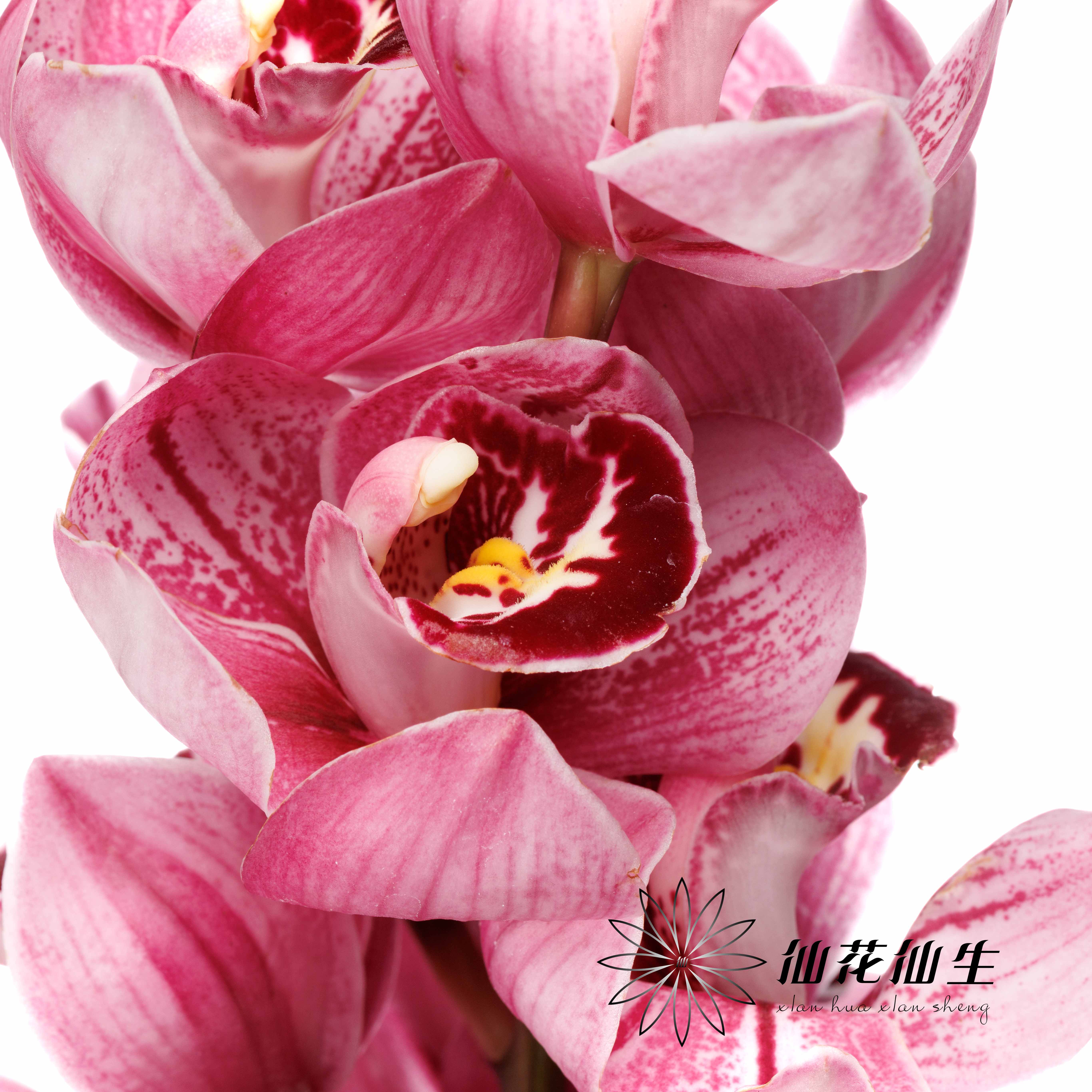 大花蕙兰 | 草莓熊