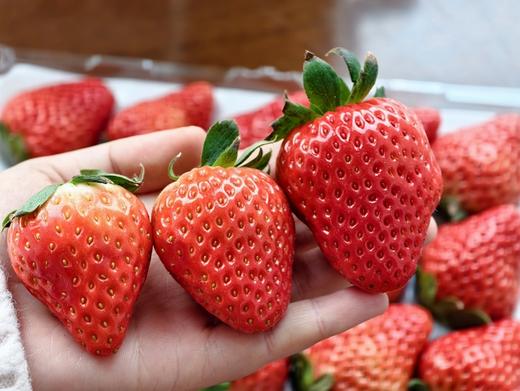 【建德草莓 助农帮扶 】馋了一年的建德红颜草莓甜蜜上市！现摘现发 顺丰直达，高颜值，香甜多汁！（中/大/特大果3盒净重2.8斤以上） 商品图3