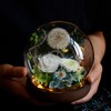【鲜花制作❗️送人佳品】GLORIOUS永生花蒲公英成品热卖情人节礼物闺蜜伴手礼礼物。jd 商品缩略图0