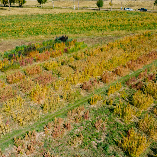 极客优质藜麦丨A级白藜麦/B级三色藜麦，无麸质全营养谷物，健康代餐常备，青海3100米海拔种植，颗粒饱满 ，去皂苷，免洗免泡。500g/袋⭐️顺丰快递 商品图9