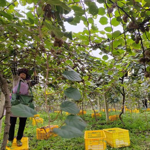 天赋高原有机猕猴桃  “猕”足珍贵，海拔给的底气 不打药不套袋 吃的就是自然 商品图9