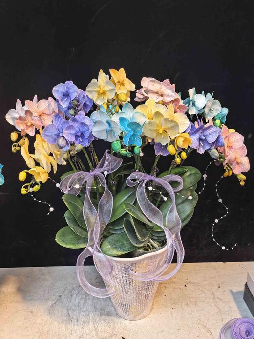 精品蝴蝶兰盆栽马卡龙混色12支 商品图4