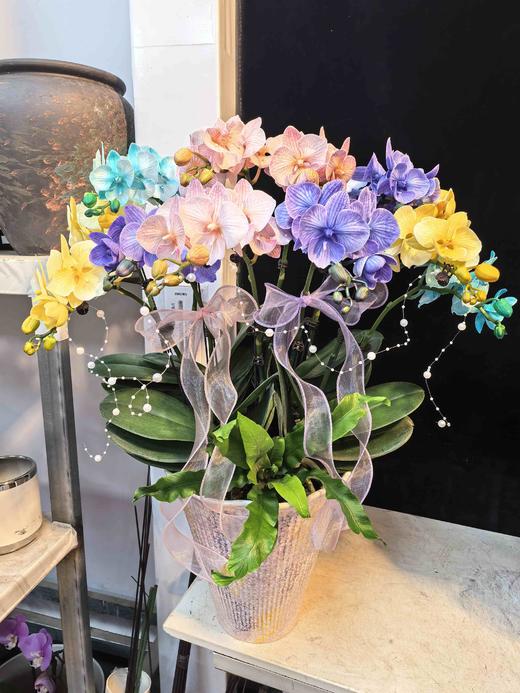 精品蝴蝶兰盆栽马卡龙混色12支 商品图3