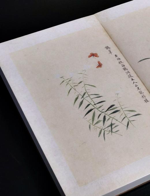 【重磅推荐】“稀见彩绘本选粹”第一部：《南方草木状图》，册页装，全一册，[晋]嵇含撰，浙江古籍出版社2025年10月一版一印，定价1280，售价880元。 商品图9