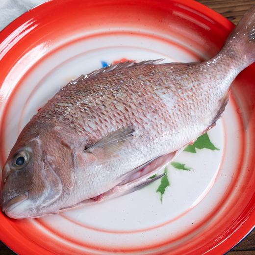 深海鲷鱼/三文鱼头/鲽鱼头丨活鱼鲜冻，鲷鱼肉质紧实无小刺，三文鱼头蒜瓣肉有胶质，鲽鱼头肉质细嫩，红烧/煲汤/香煎等，⭐️顺丰空运 商品图11