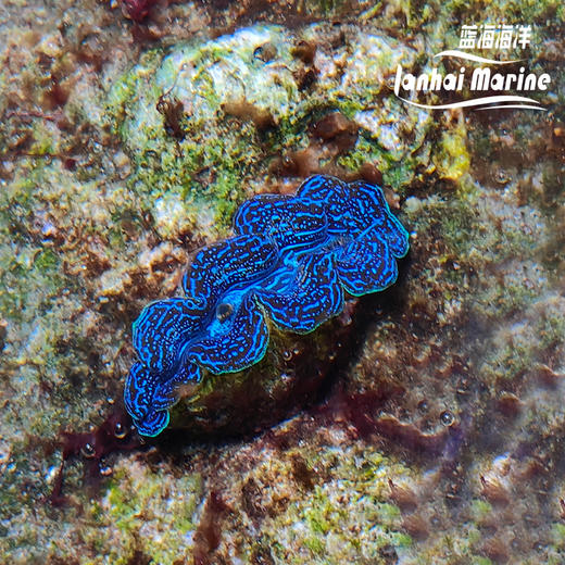 人工长砗磲 S（滤水） 商品图1