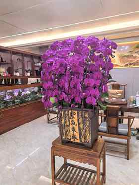 大气上档次蝴蝶兰盆栽中国红紫气东来30支