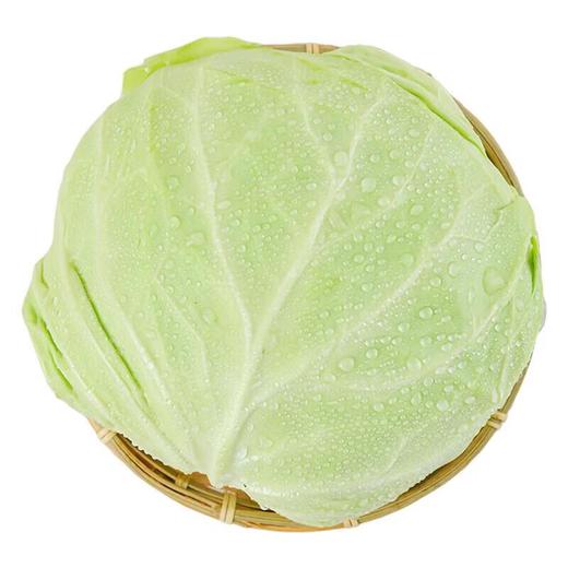 有机水果甘蓝 500g/份 商品图3