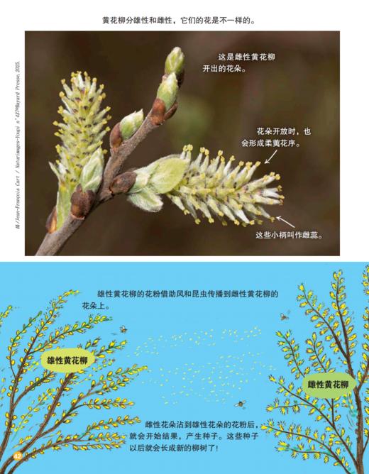 《童话王国·玩转地球》2026年12期征订（共10本）【赠随机过刊1本】 商品图11