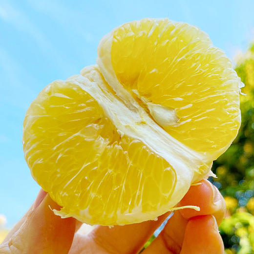 黄金贡柚丑丑的外表甜甜的”内心“果型扁圆色泽金黄 柚香浓郁清香甘甜口感独特送礼馈赠佳品 商品图2