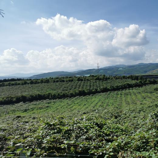 天赋高原有机猕猴桃  “猕”足珍贵，海拔给的底气 不打药不套袋 吃的就是自然 商品图7