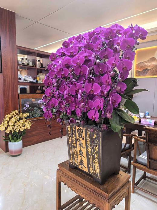 大气上档次蝴蝶兰盆栽中国红紫气东来30支 商品图4