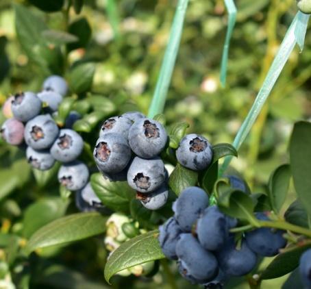 百里家的蓝莓 自然农法 有机标准 颗颗爆浆 护眼 养颜 |百里食 商品图1