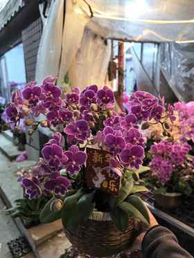 精品蝴蝶兰小盆栽红豆5支