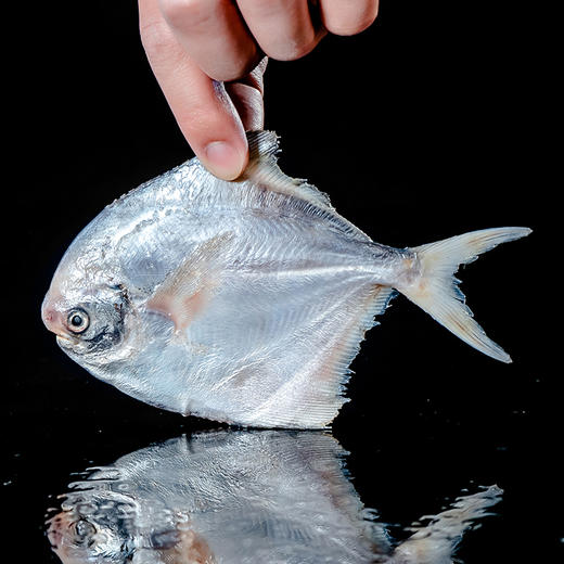 【4份包邮】银鲳鱼500g 渤海湾深海野生捕捞 跟养殖的大金鲳鱼不一样，⭐️顺丰快递 商品图2